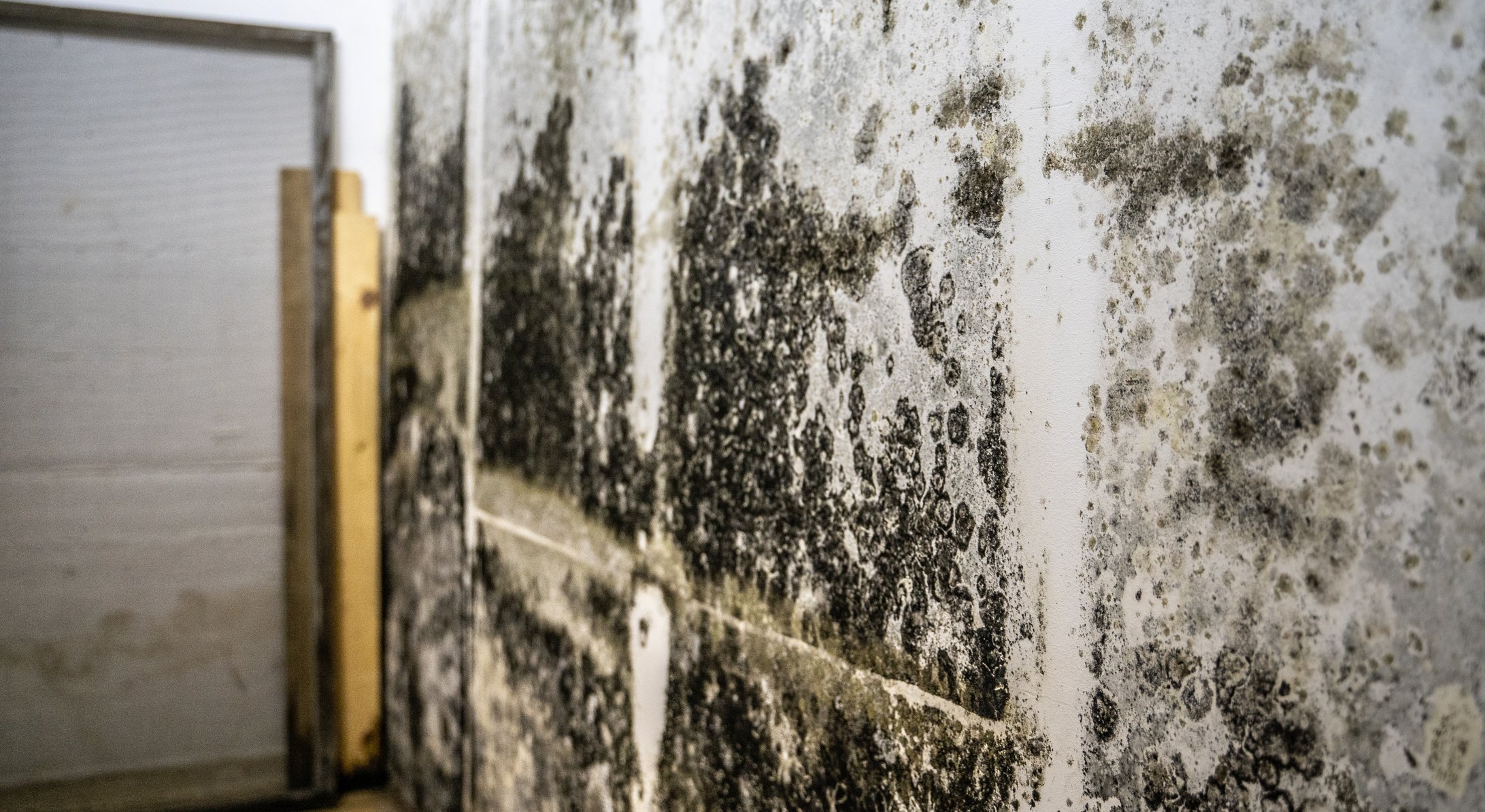 Mold on Wall Indoors